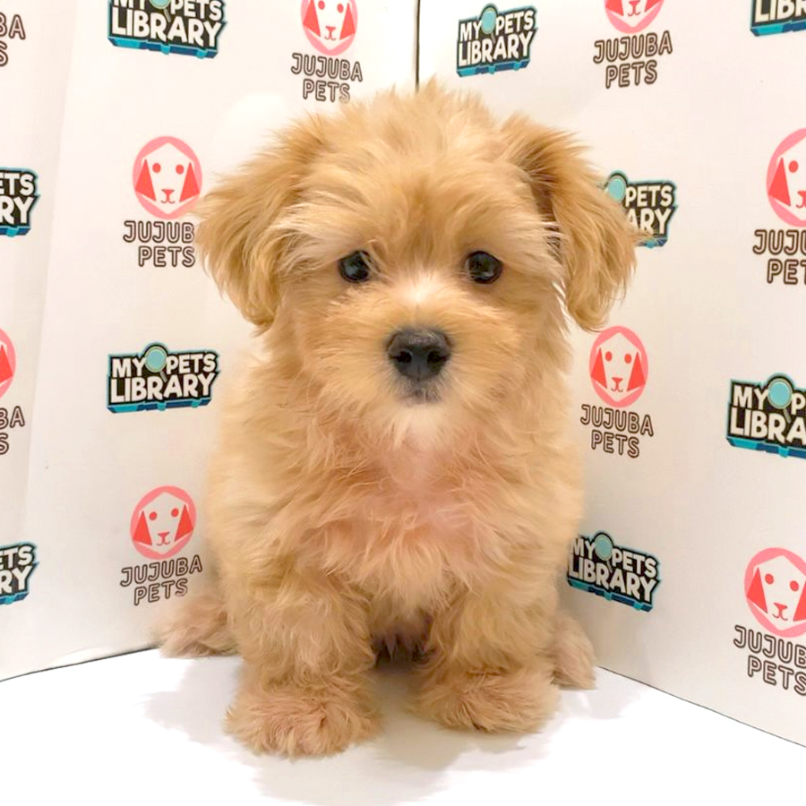 Silkese Puppy