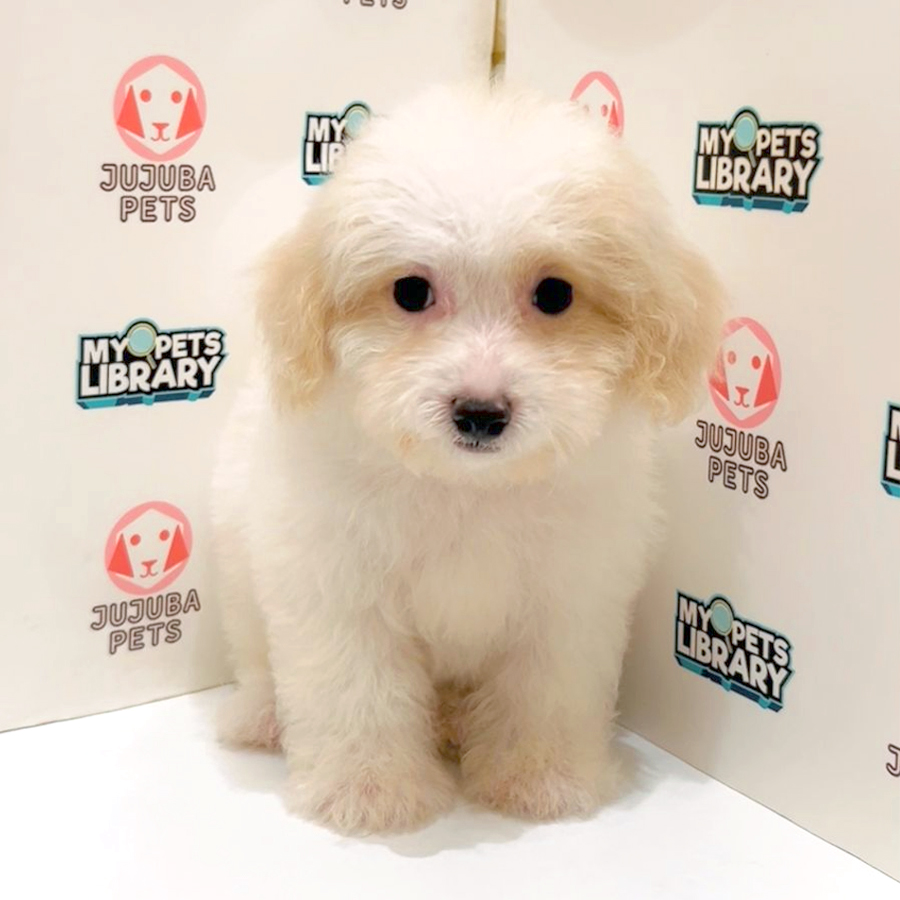 Poochon Puppy