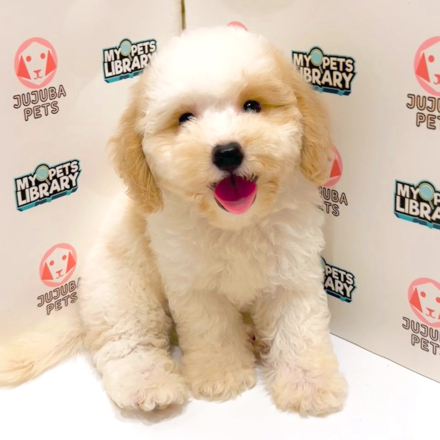 Poochon Puppy