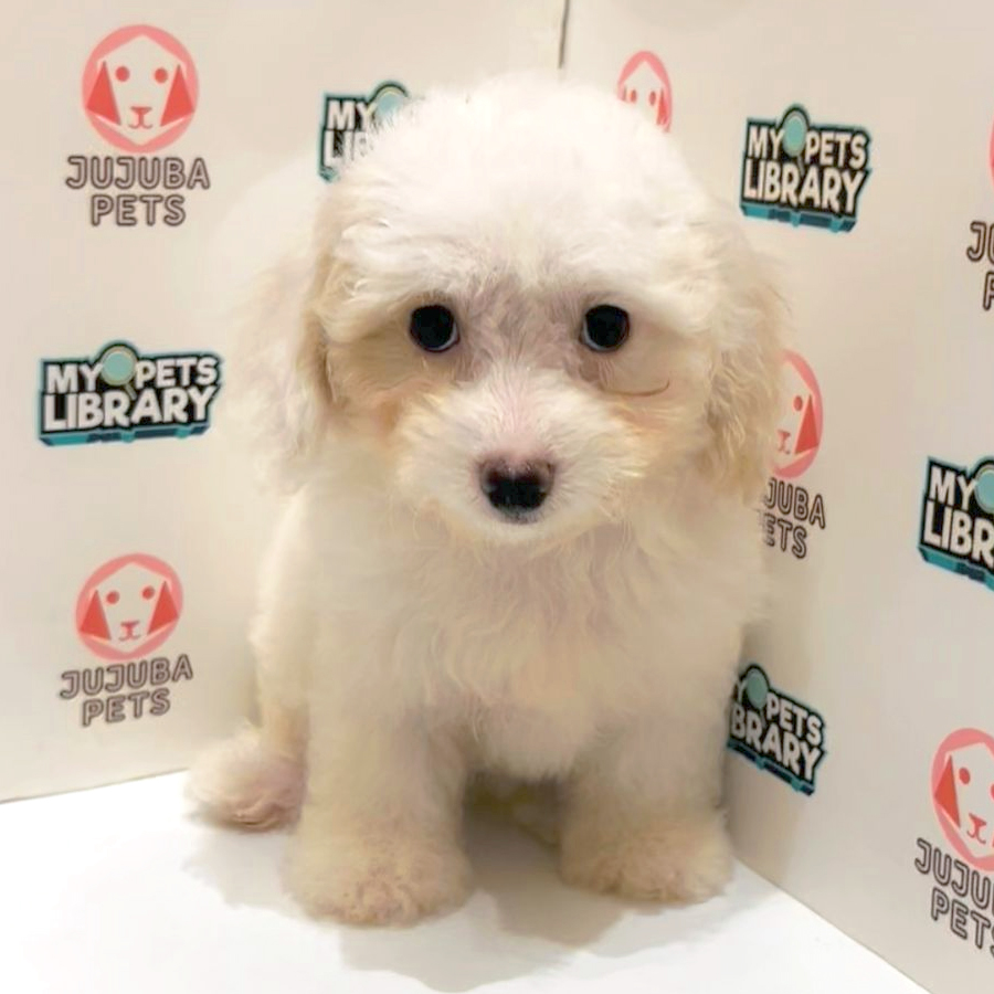 Poochon Puppy