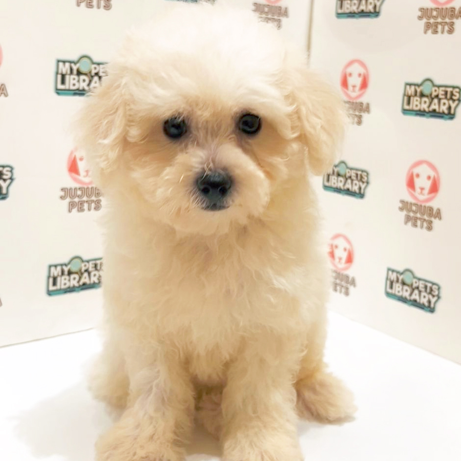 Poochon Puppy