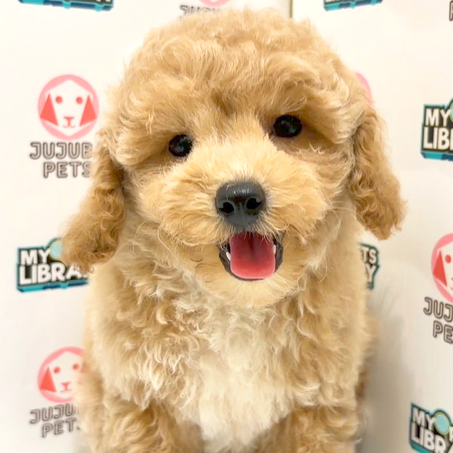 Toy Poodle Puppy