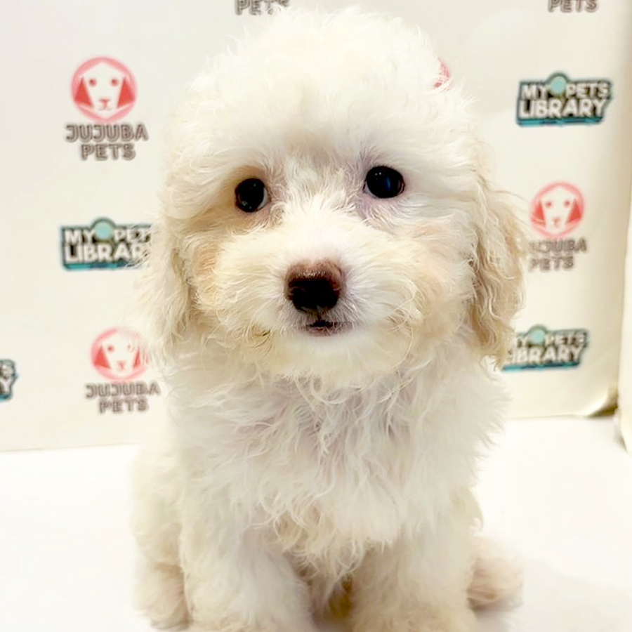 Poochon Puppy