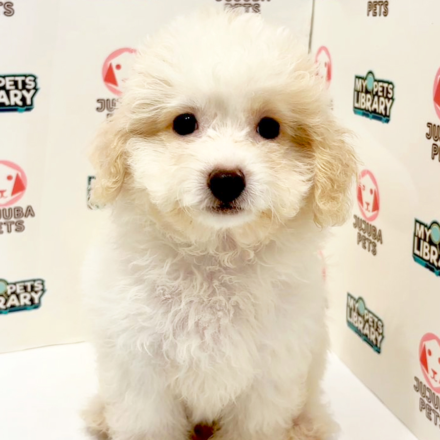 Poochon Puppy