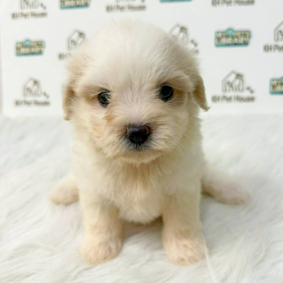 Maltipoo Puppy