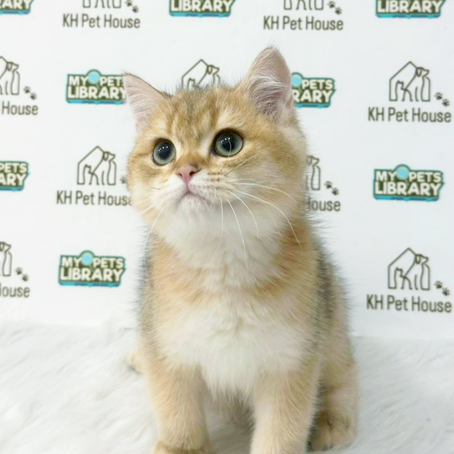 British Shorthair Kitten