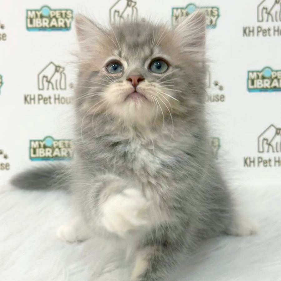 British Longhair Kitten