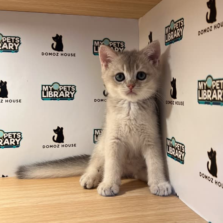 British Shorthair Kitten