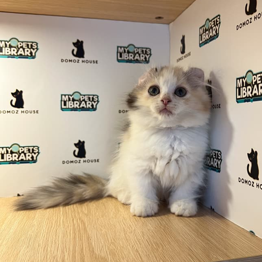 Kinkalow Kitten