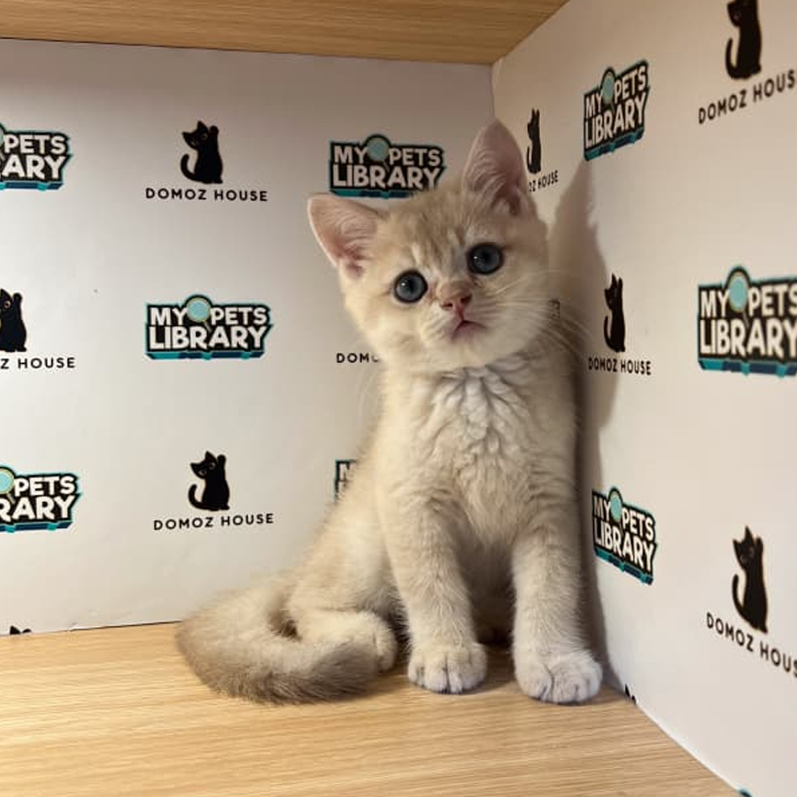 British Shorthair Kitten