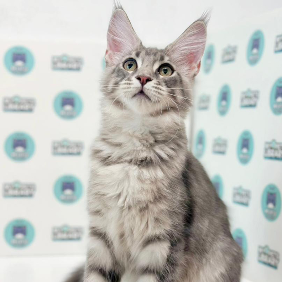 Maine Coon Kitten