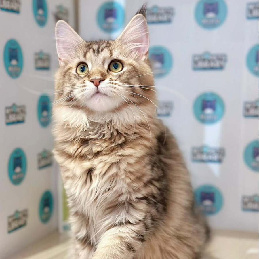 Maine Coon Kitten