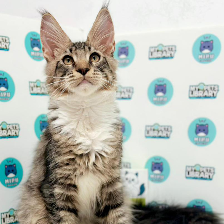 Maine Coon Kitten