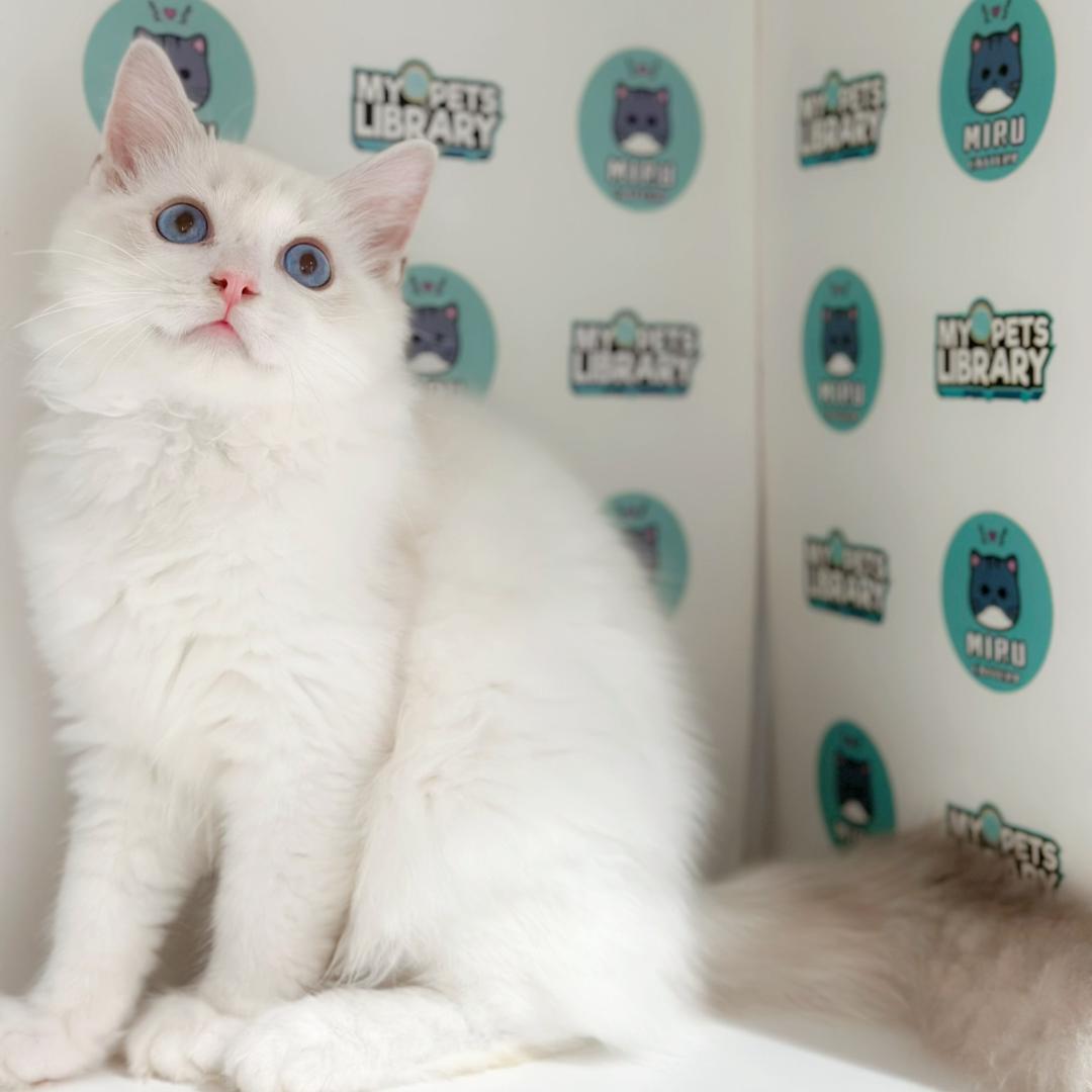 Ragdoll Kitten