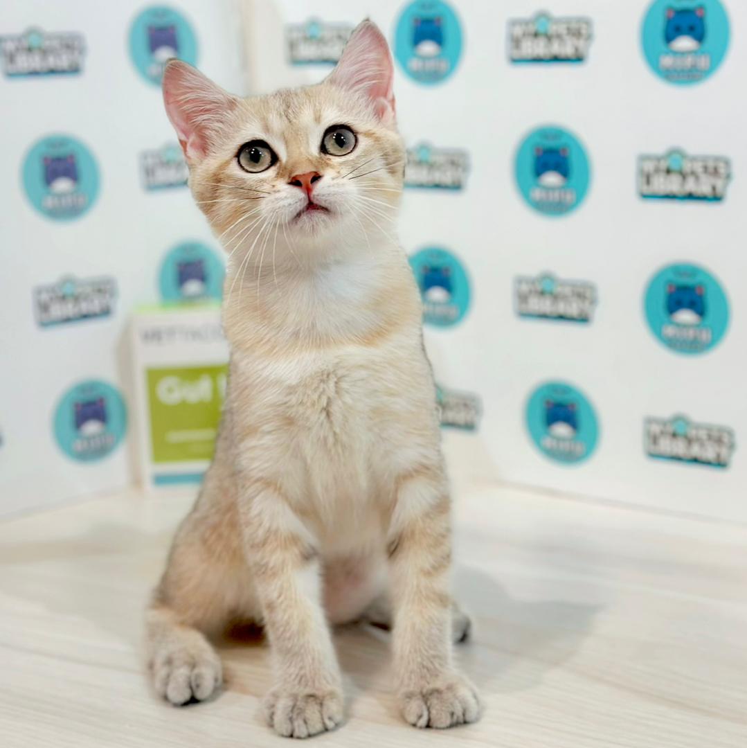 British Shorthair Kitten