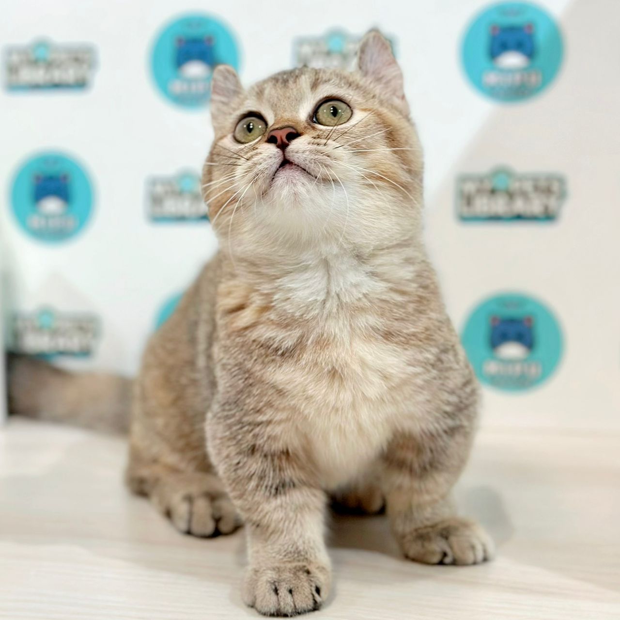 Super Short Munchkin Kinkalow Kitten