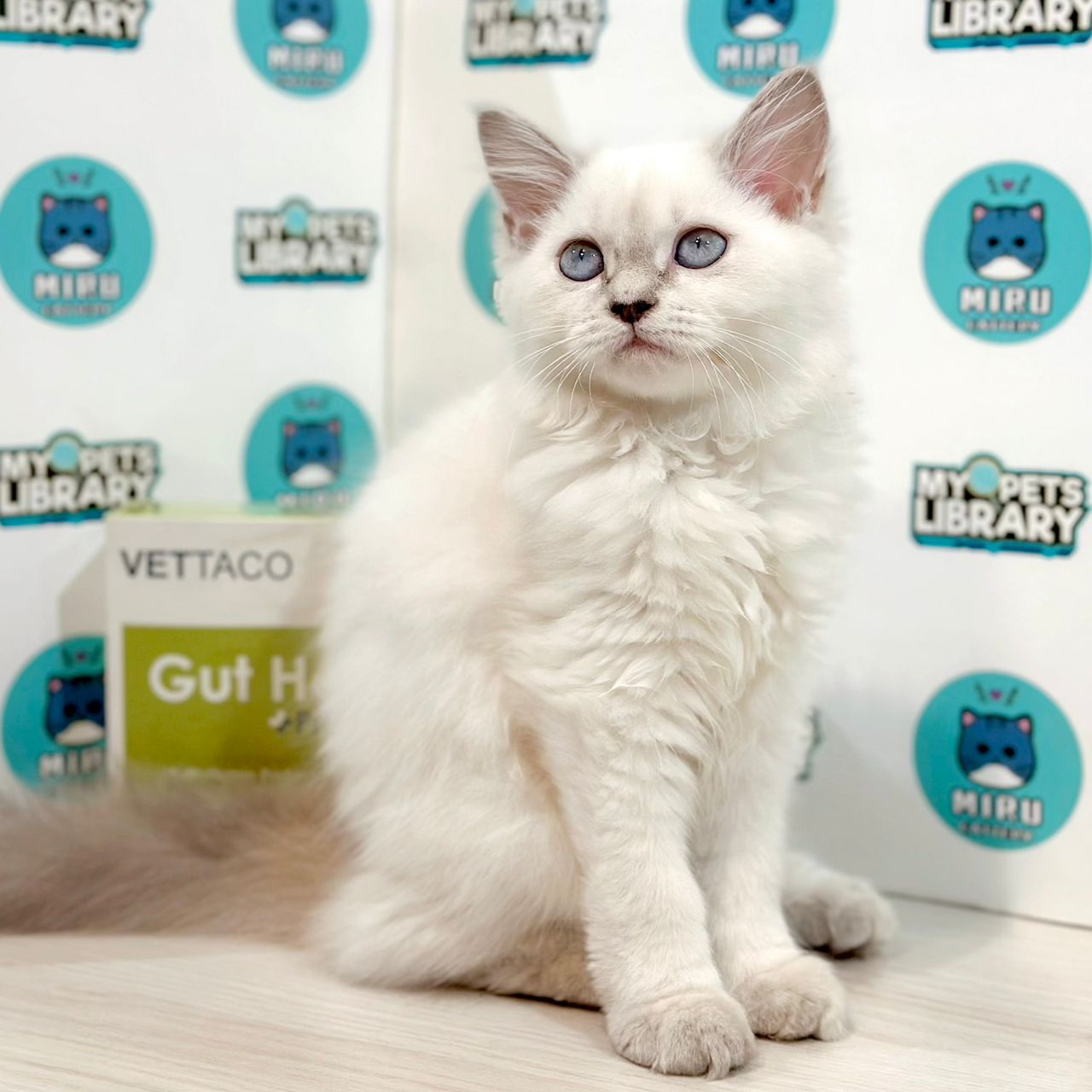 Himalayan Persian Kitten