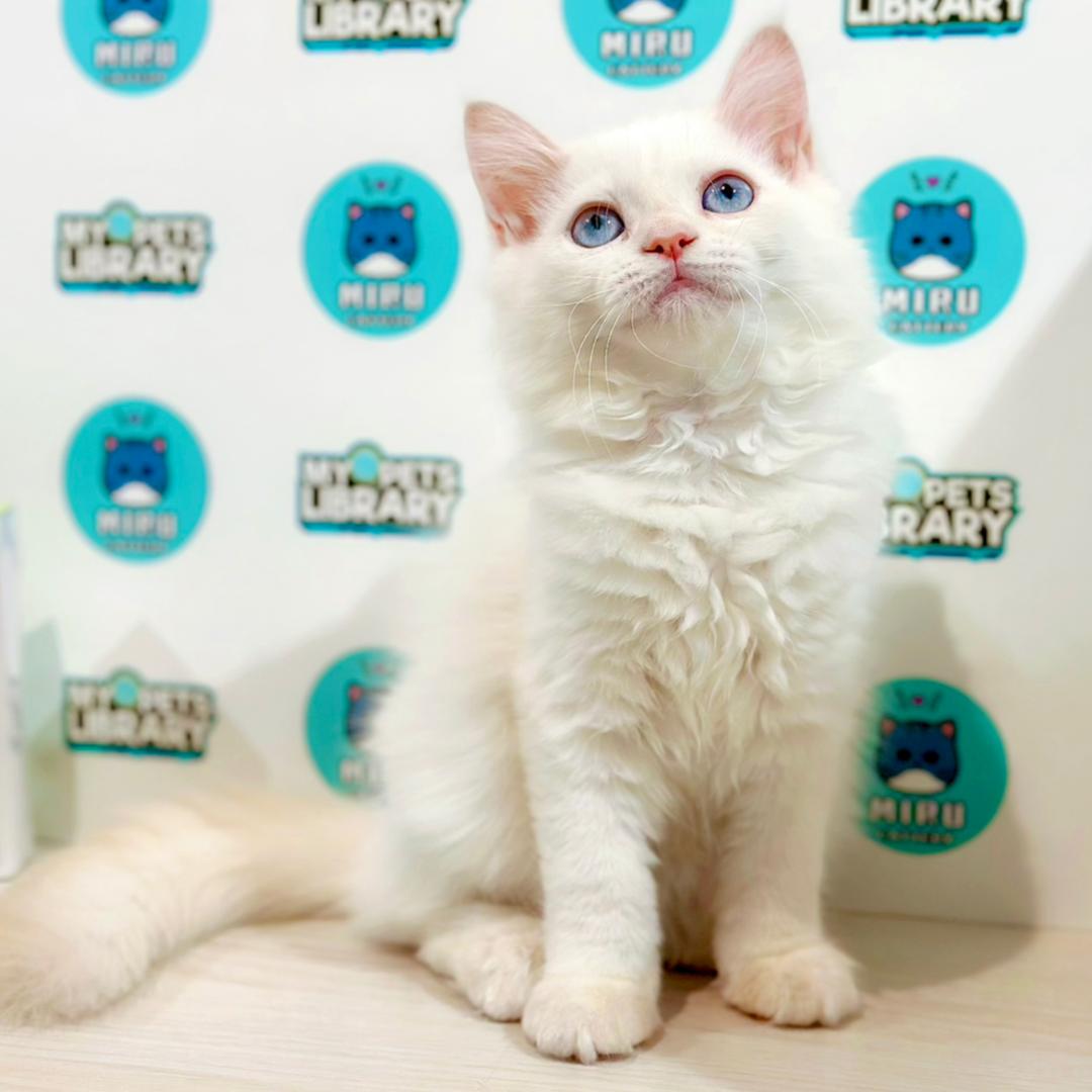 Turkish Angora Persian Kitten