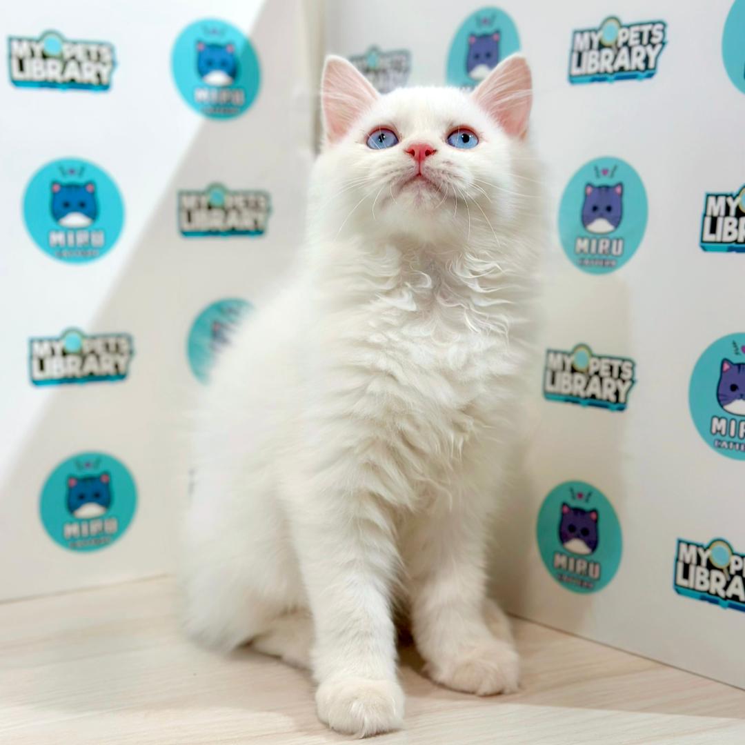 Turkish Angora Persian Kitten