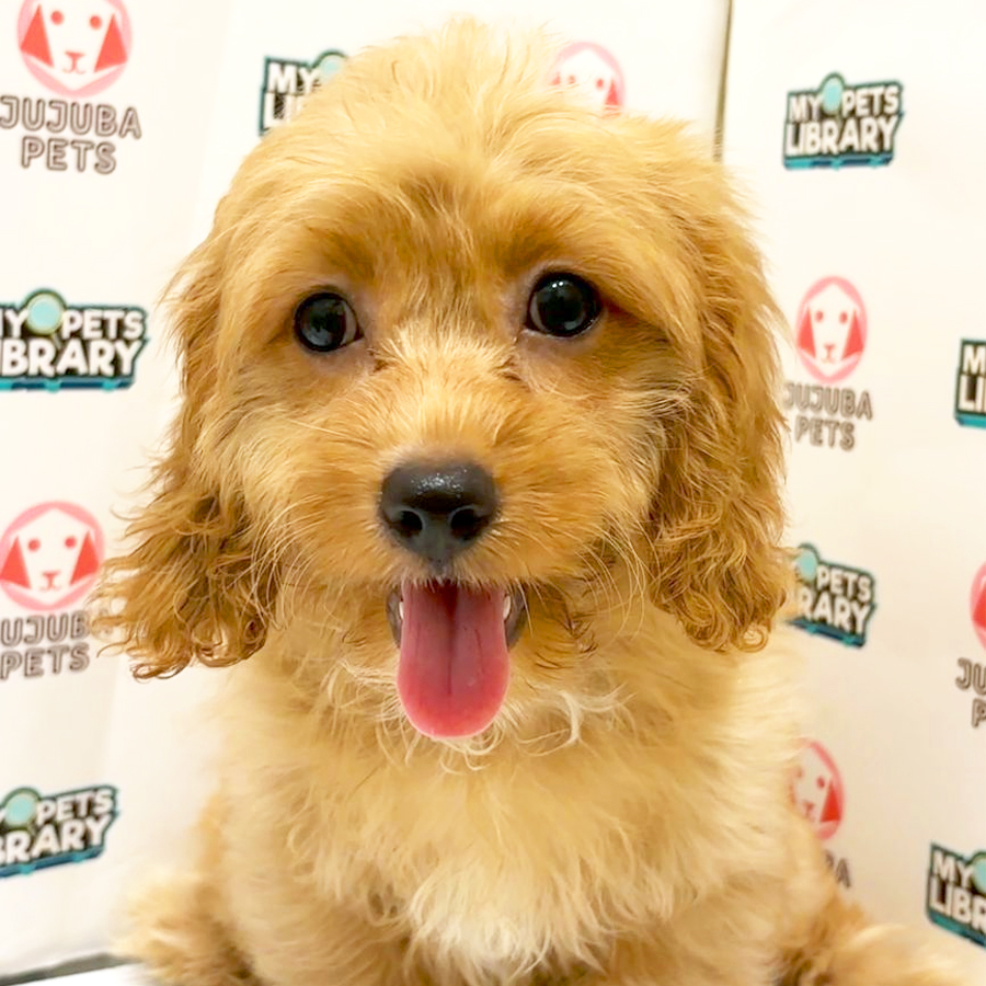 Cavapoo Puppy