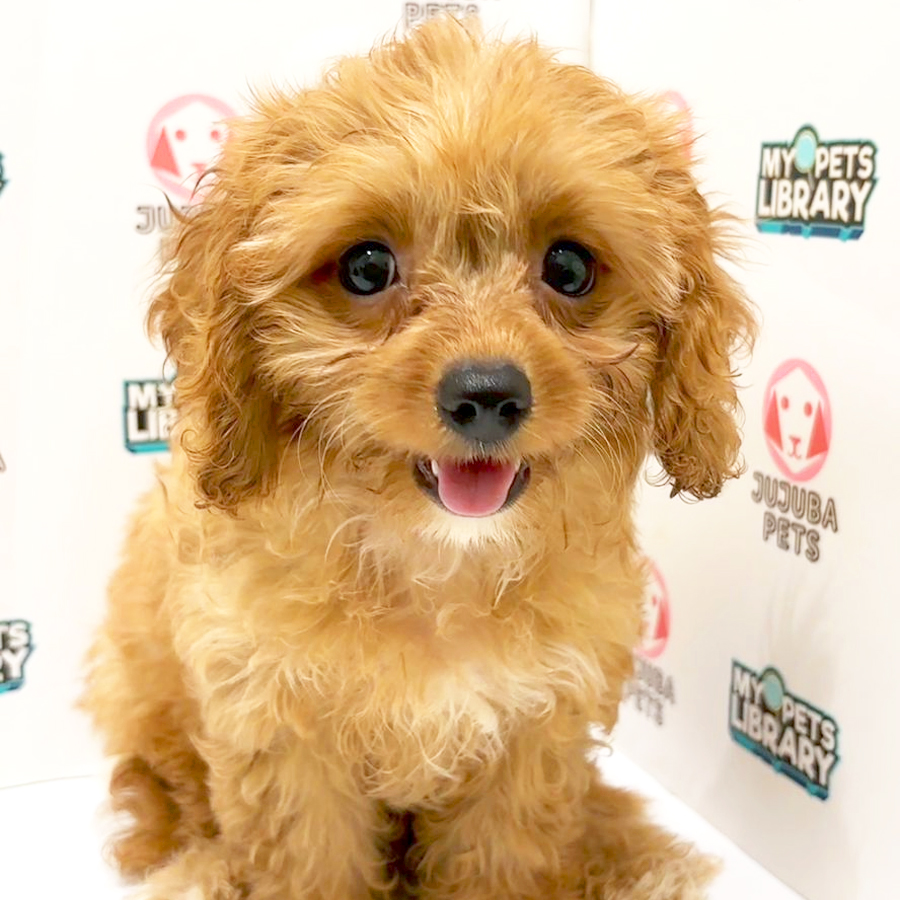 Cavapoo Puppy
