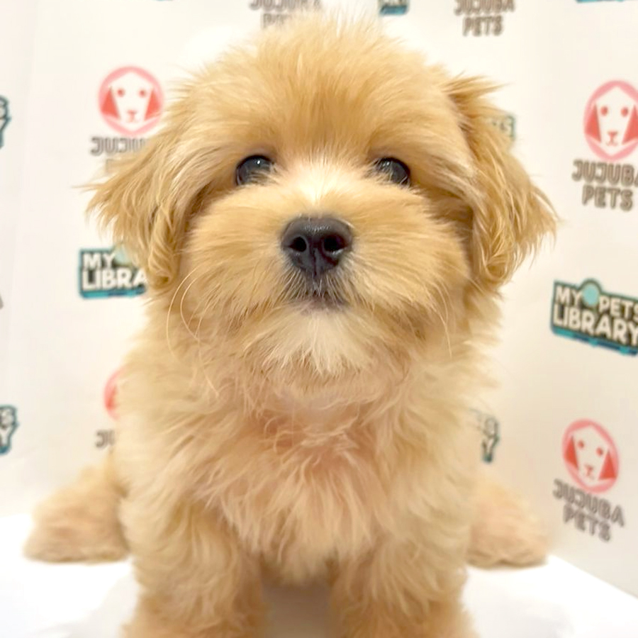 Silkese Puppy