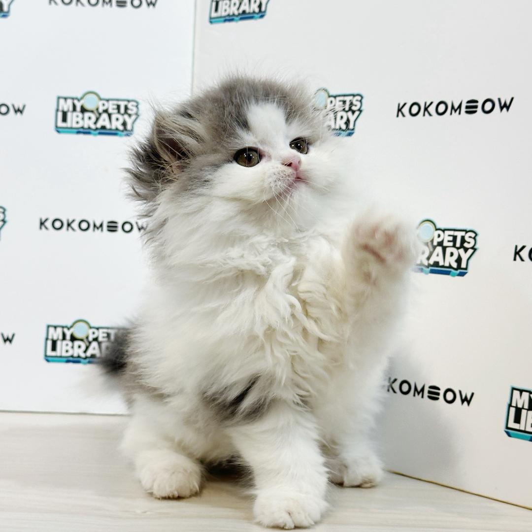 Minuet Napoleon Kitten