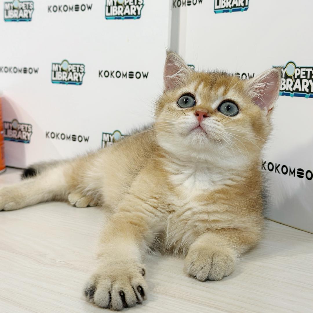British Shorthair Kitten