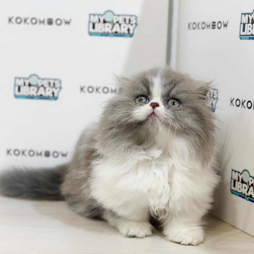 Super Short Minuet Napoleon Kitten