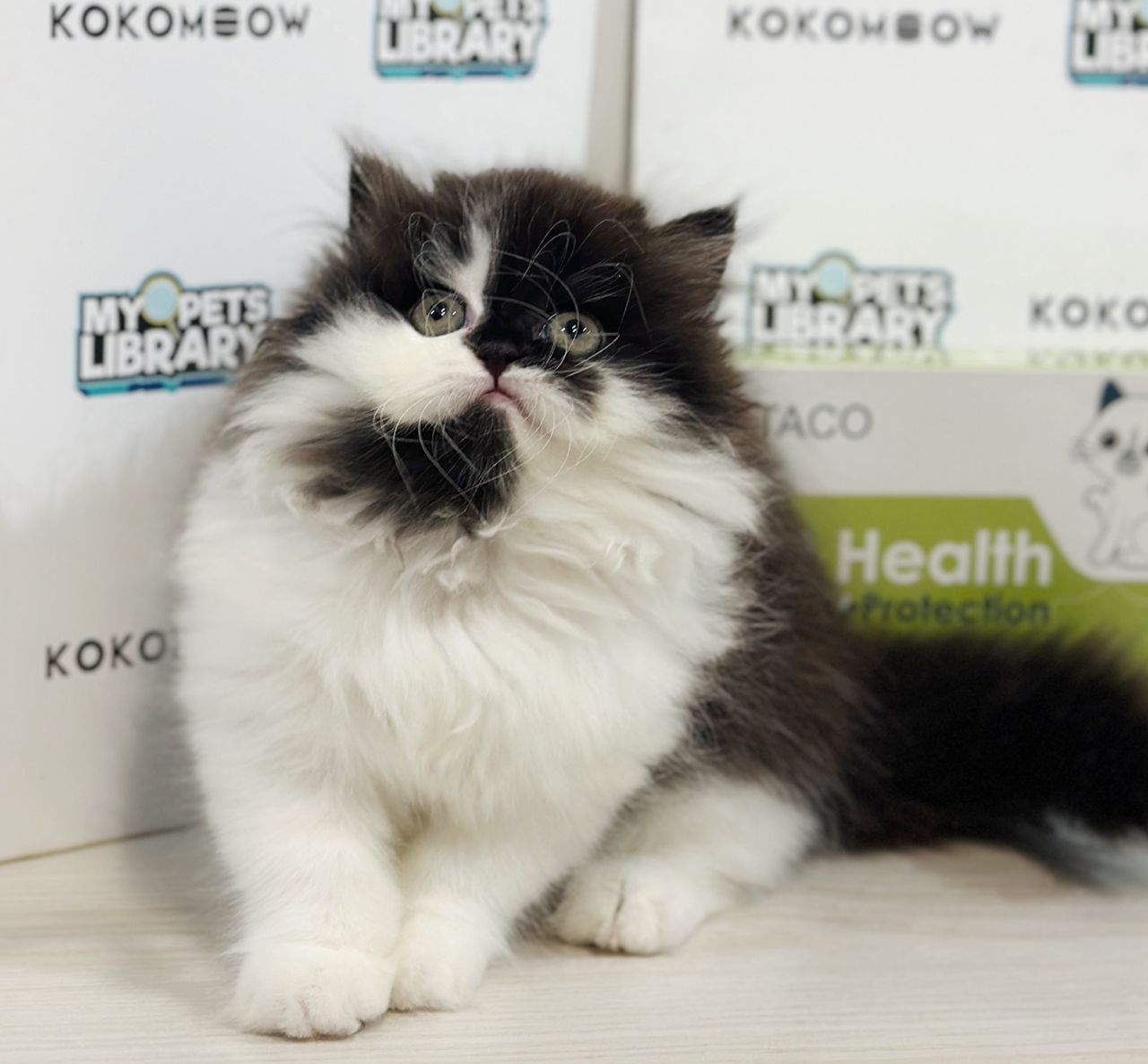 Minuet Napoleon Kitten