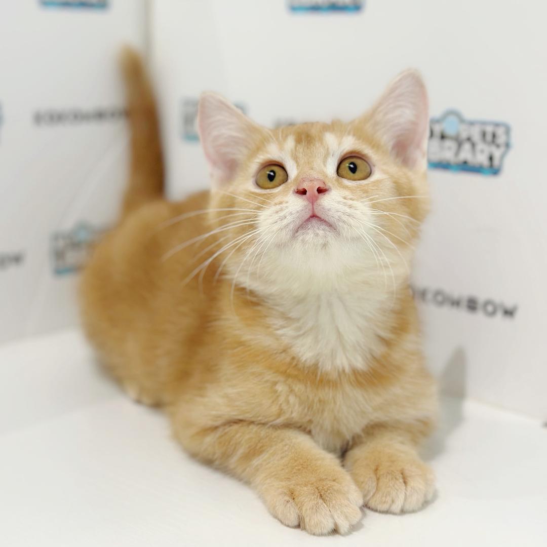 Scottishstraight Kitten