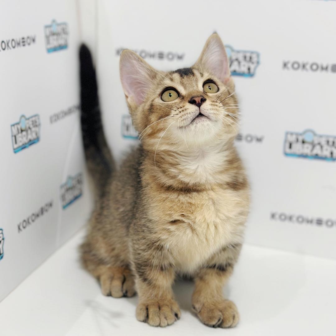 Munchkin British Shorthair Kitten