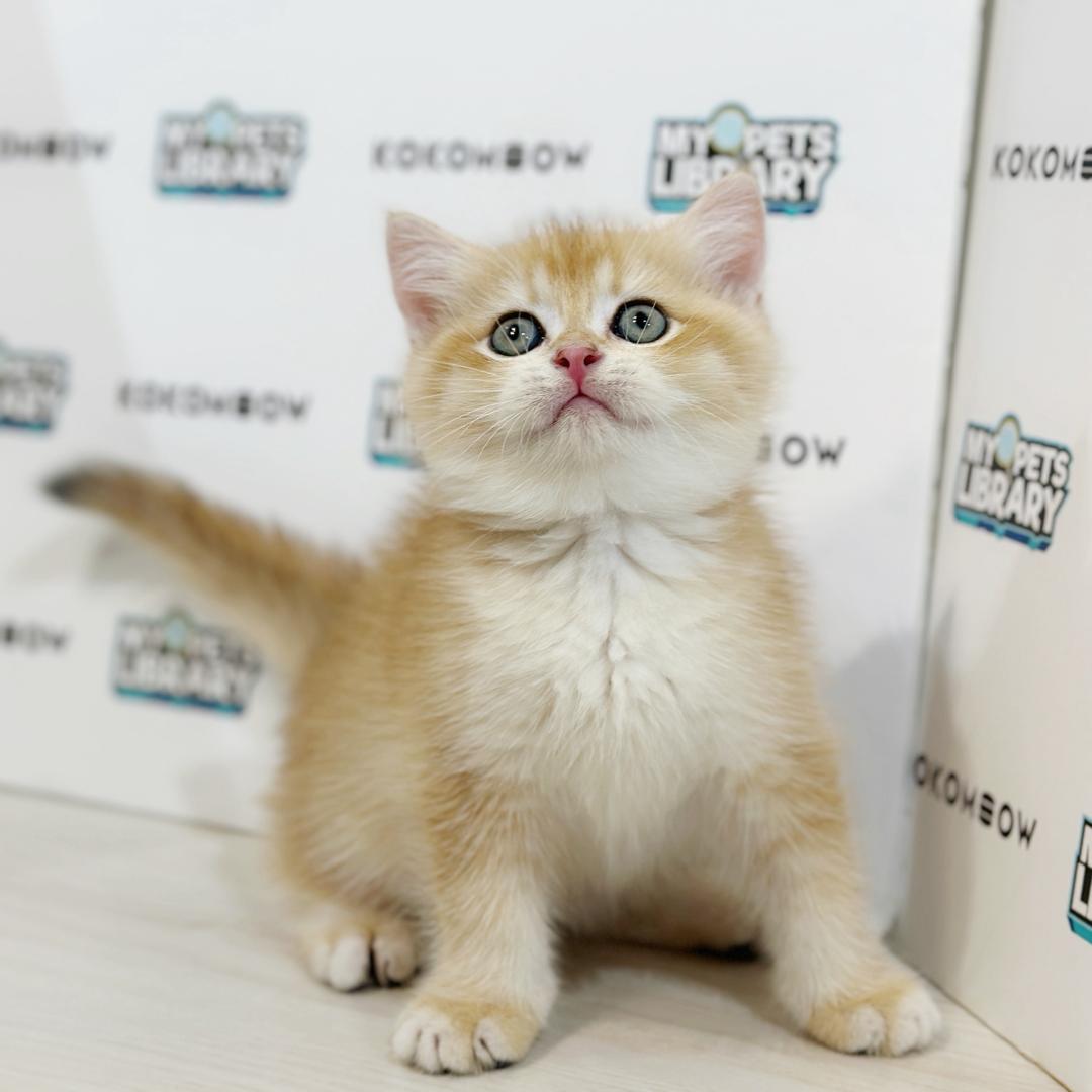 British Shorthair Kitten