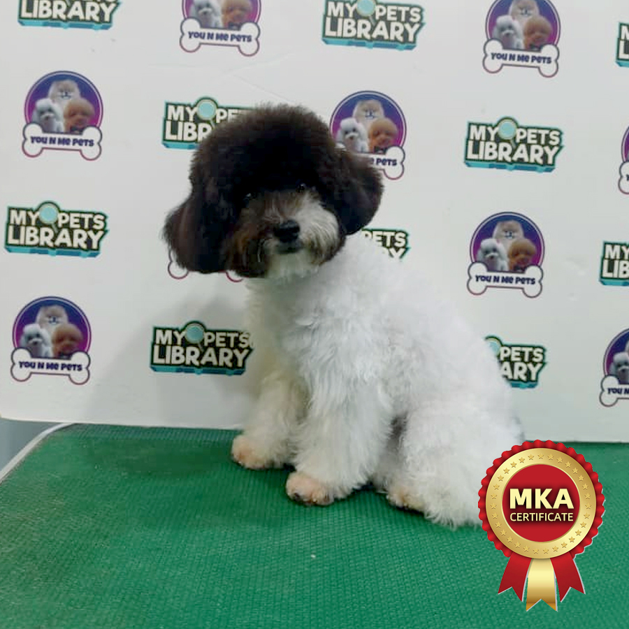 MKA Toy Poodle Puppy