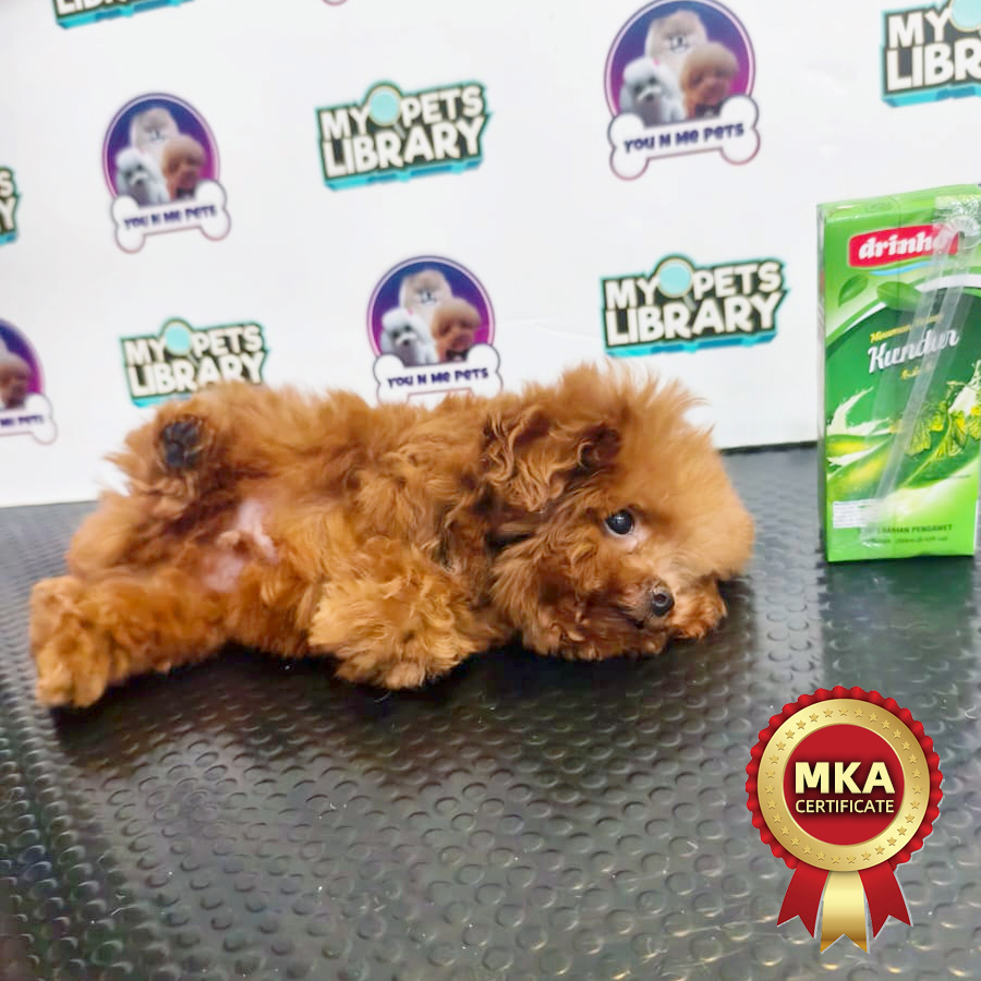 MKA Toy Poodle Puppy