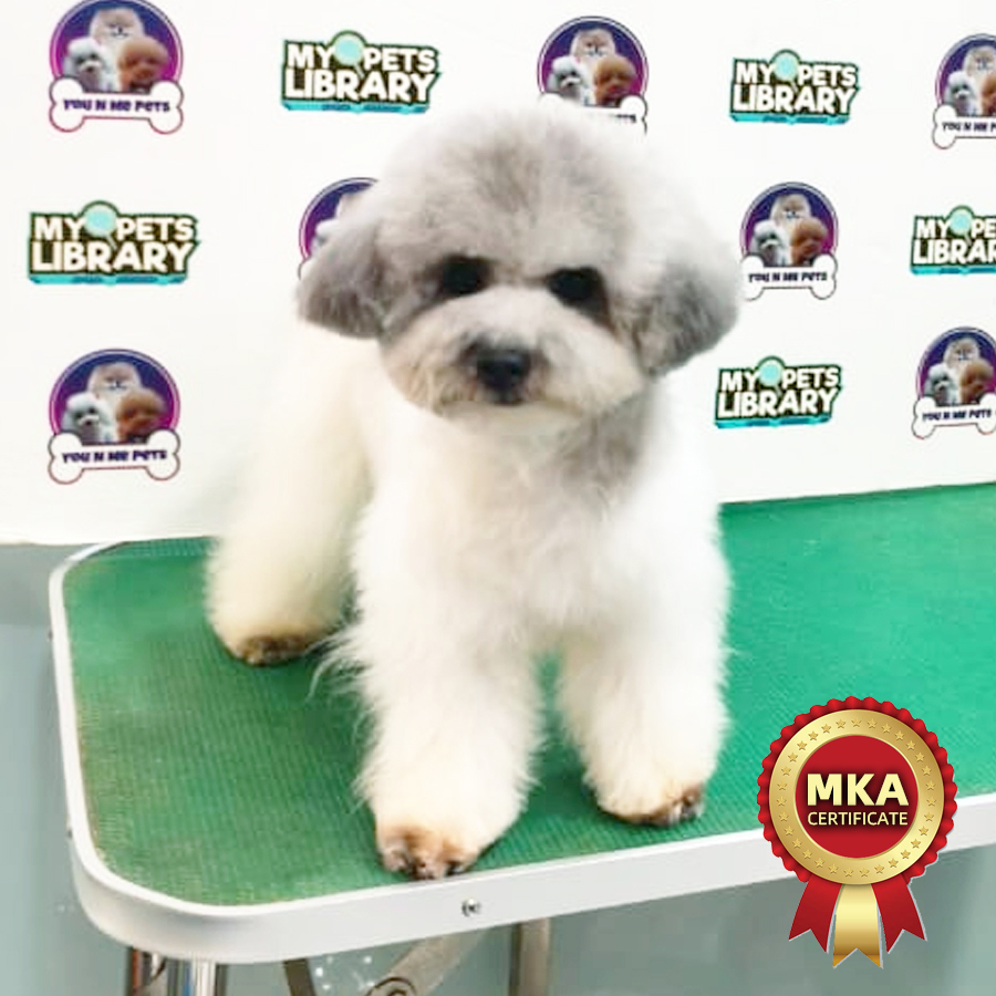 MKA Toy Poodle Puppy