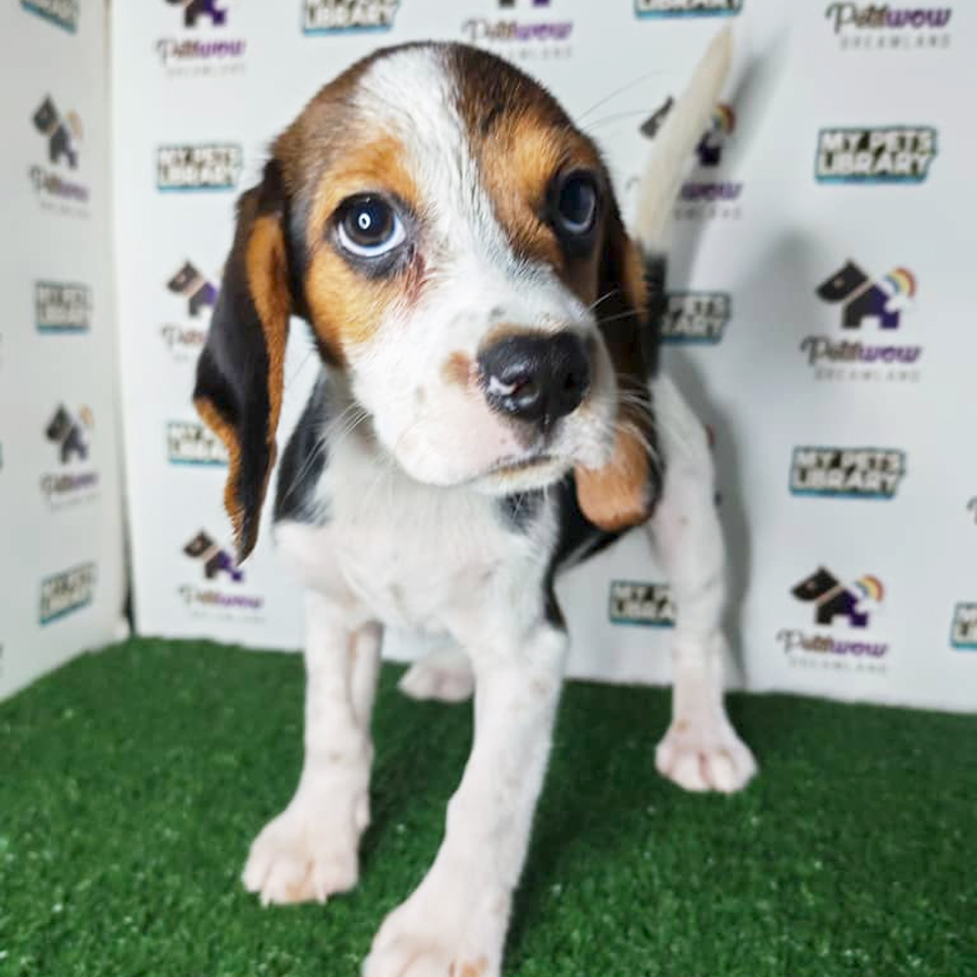 Beagle Puppy