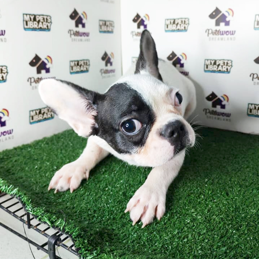 French Bulldog Puppy