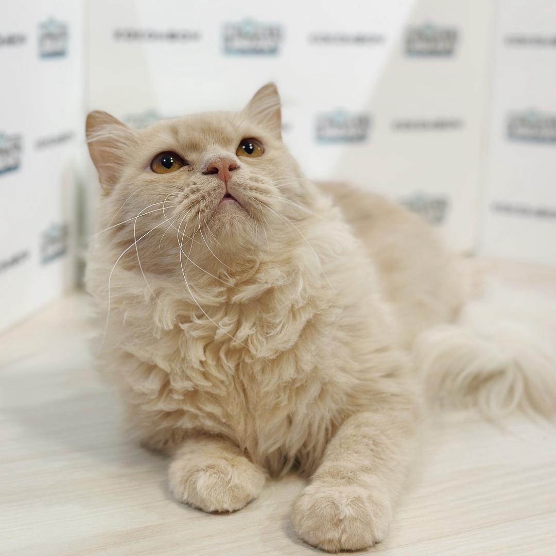 Scottishstraight Kitten
