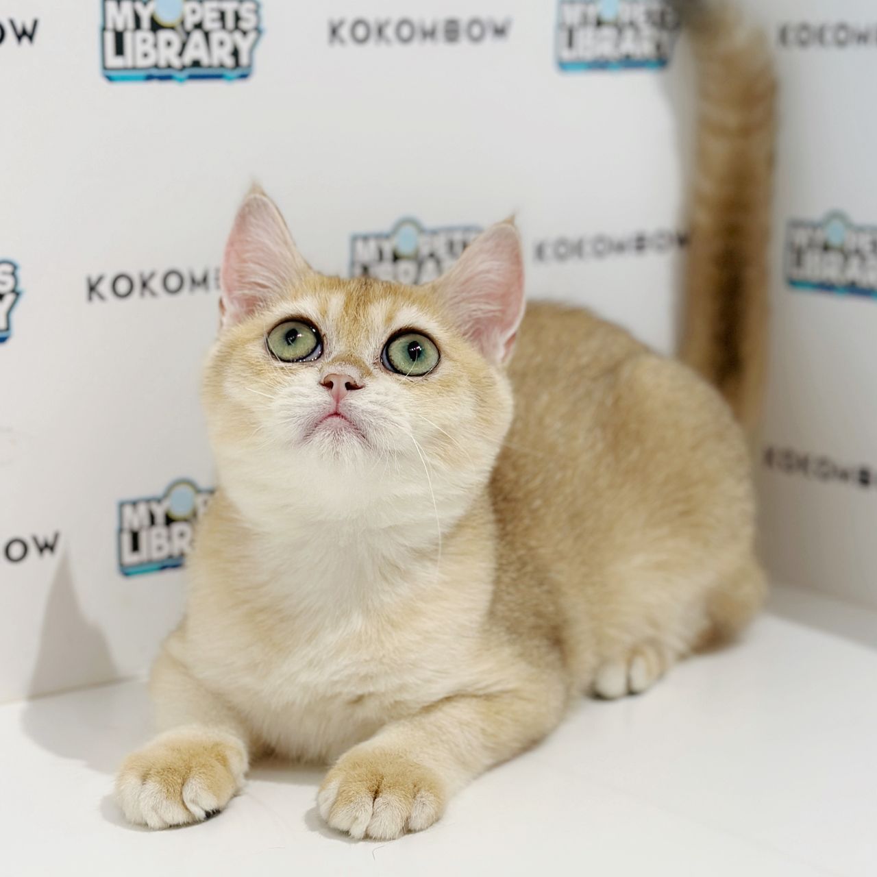 British Shorthair Kitten