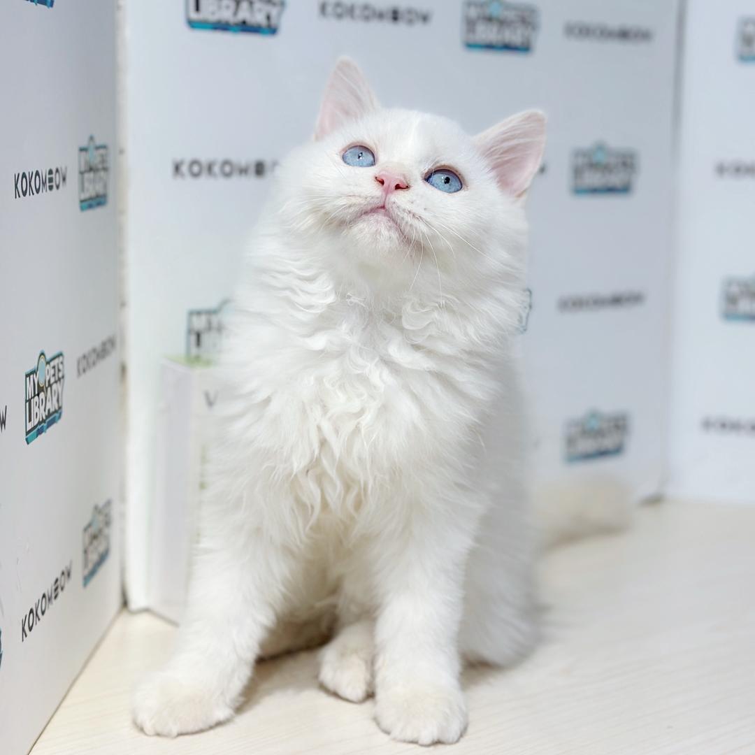 Turkish Angora Persian Kitten