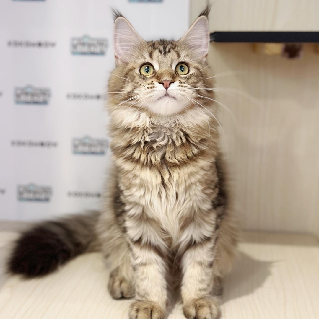 Maine Coon Kitten