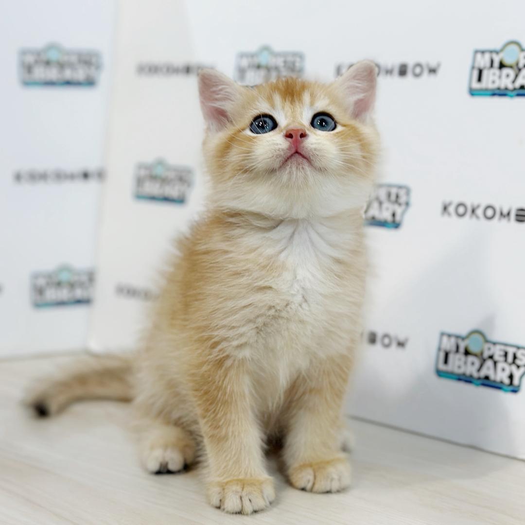 British Shorthair Kitten