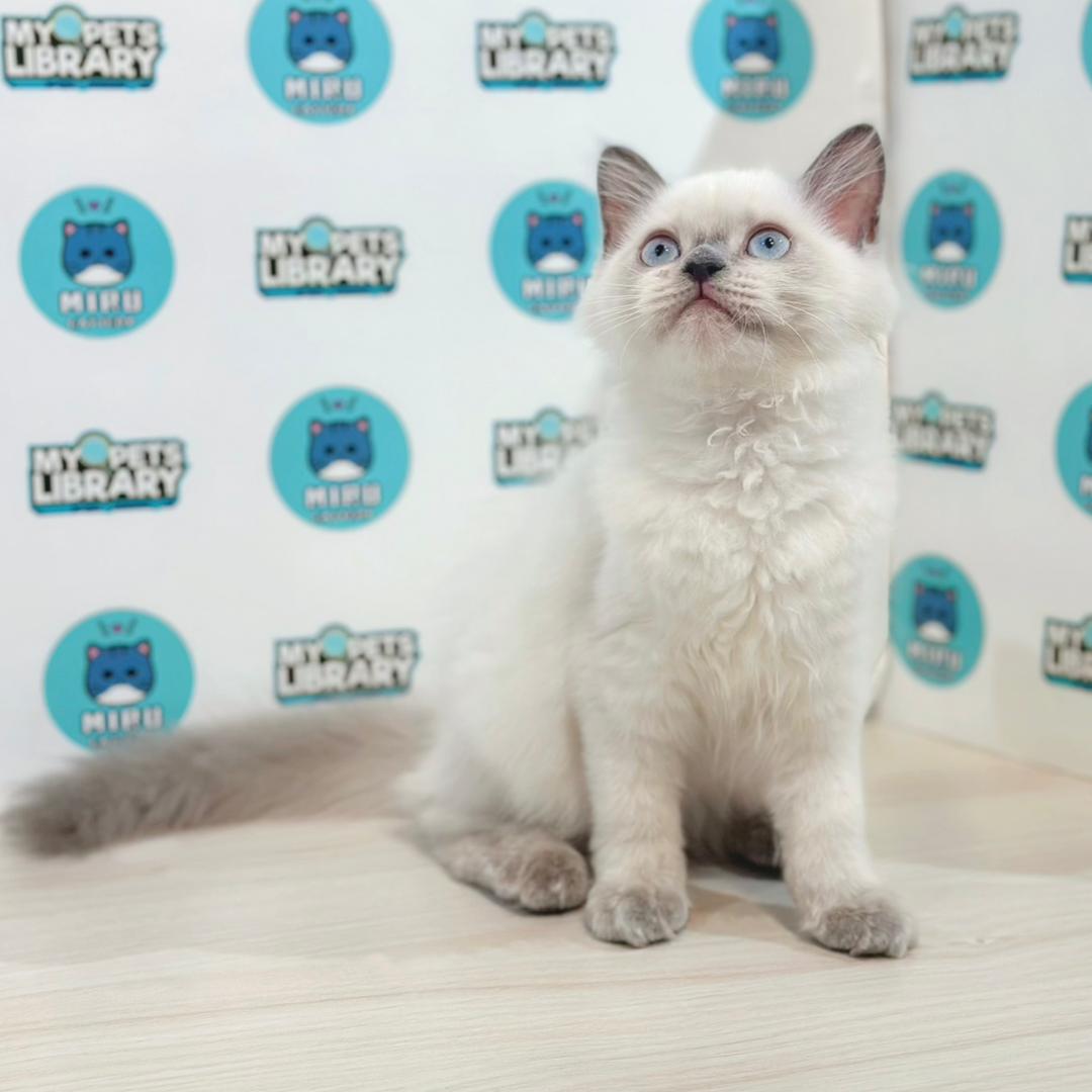 Himalayan Persian Kitten