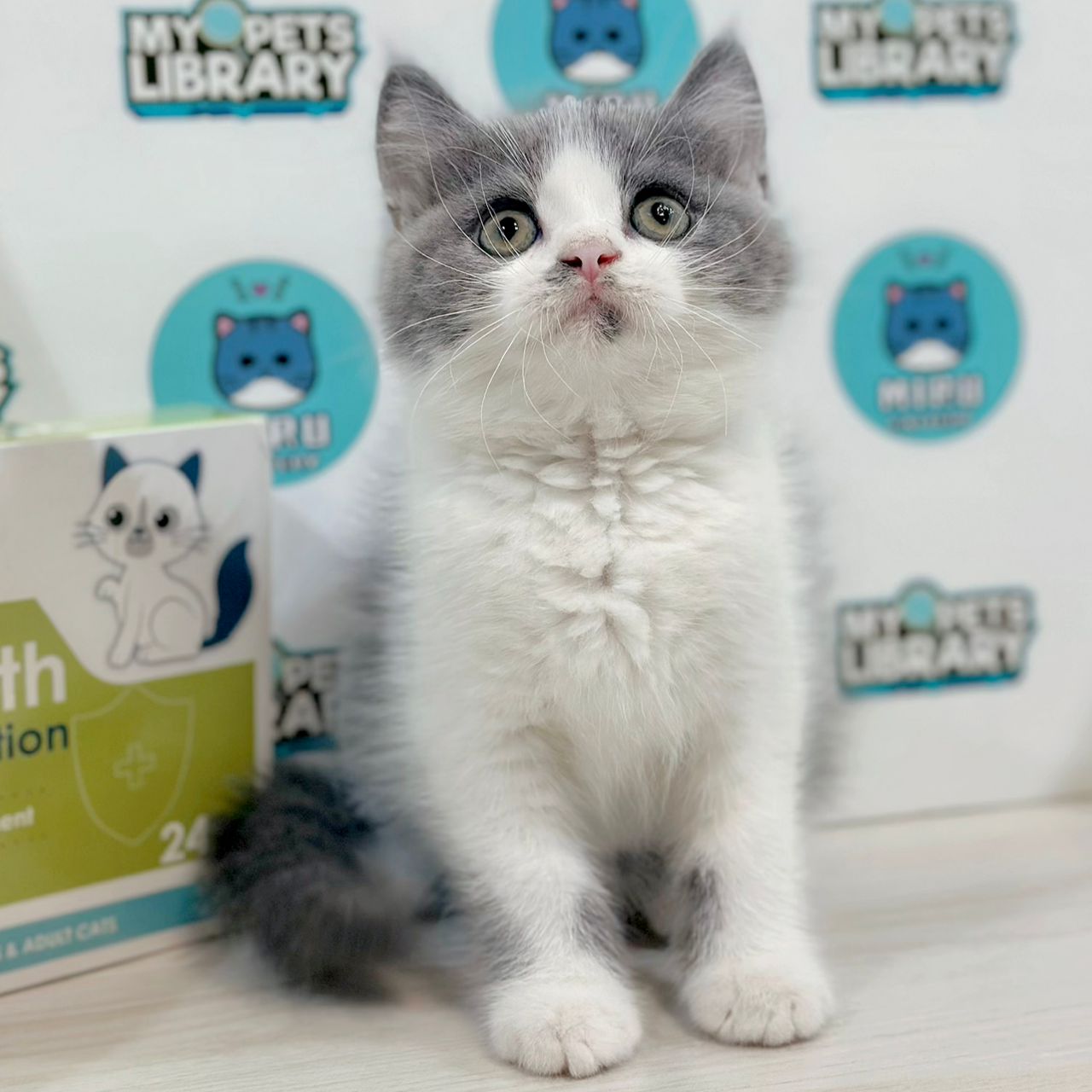 British Shorthair Kitten