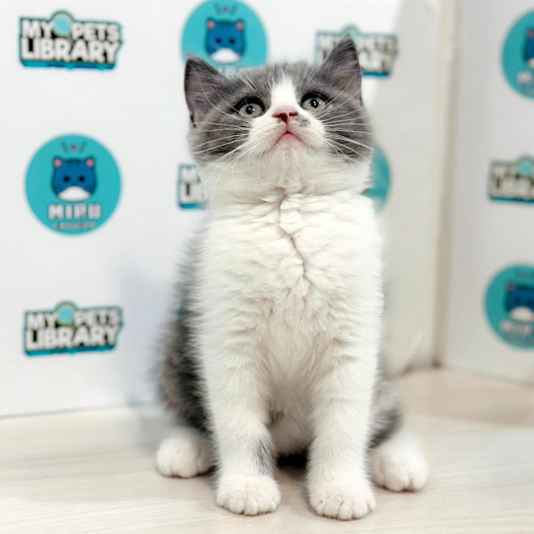 British Shorthair Kitten