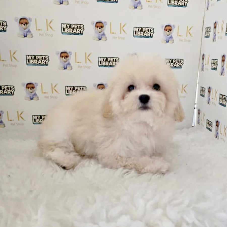 Poochon Puppy