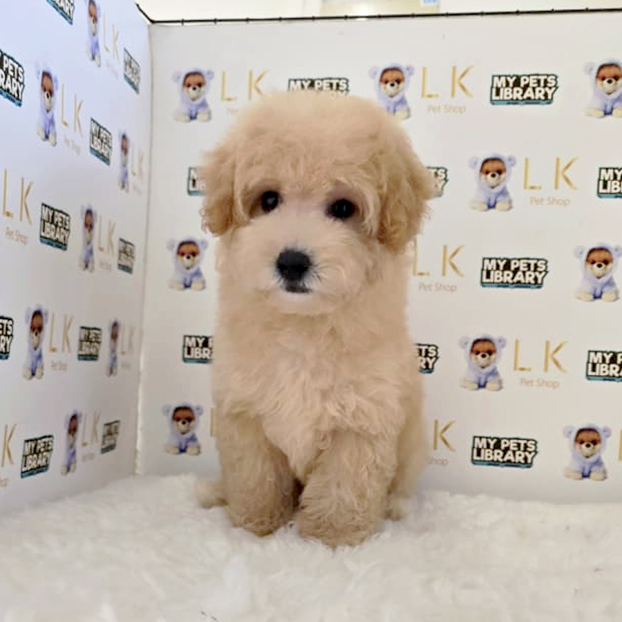 Maltipoo Puppy