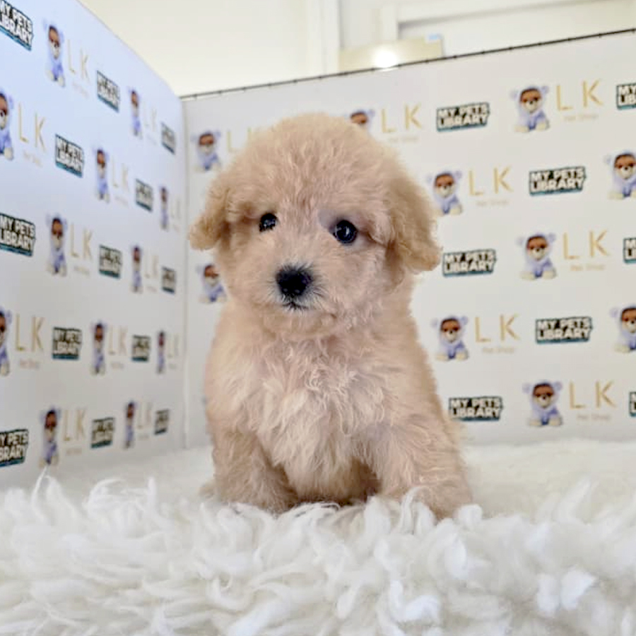 Poochon Puppy