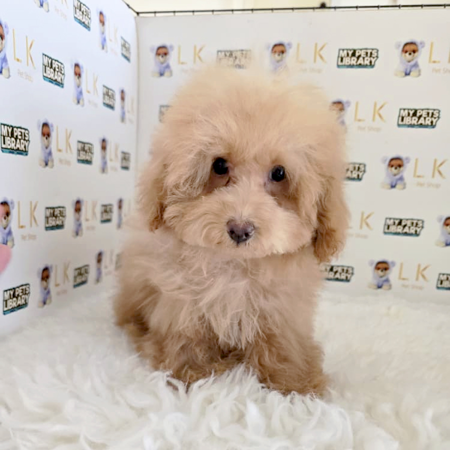 Tiny Maltipoo Puppy